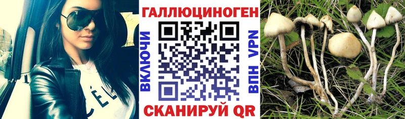 Псилоцибиновые грибы Cubensis  купить  сайты  Луховицы 